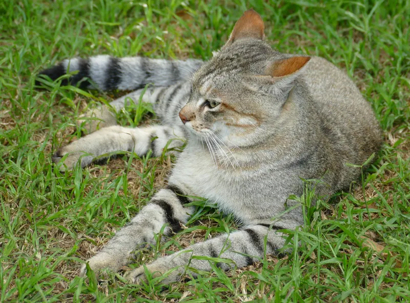 A female southern African wildcat, a captive specimen.