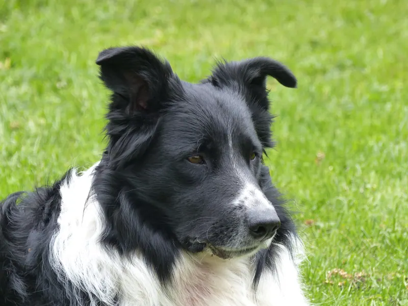 A black-and-white Border Collie at four years old.