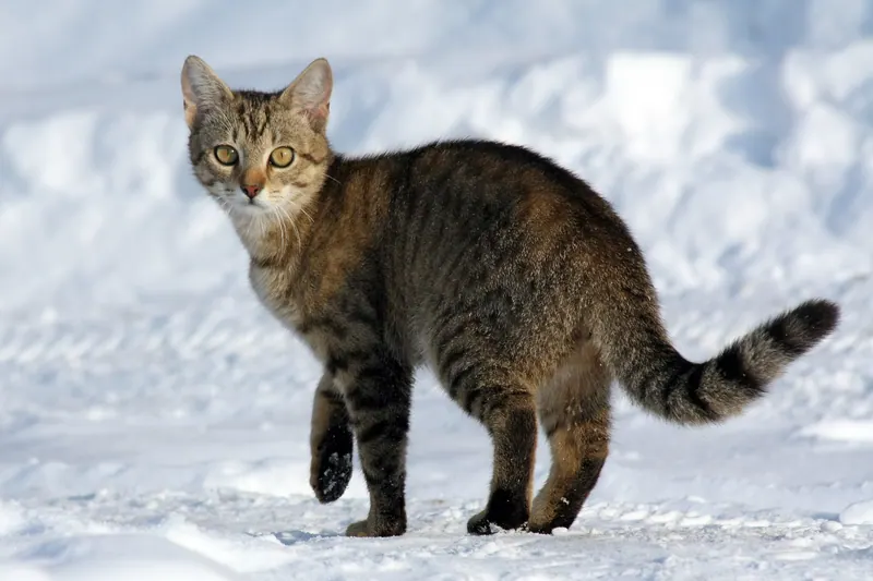 A domestic cat standing in fresh snow.