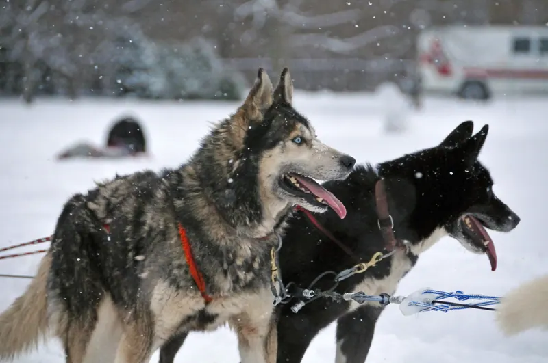 Two huskies resting together in the snow.