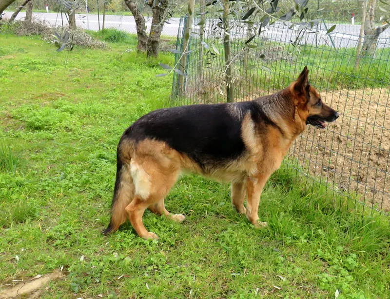 A German Shepherd Dog standing outdoors.
