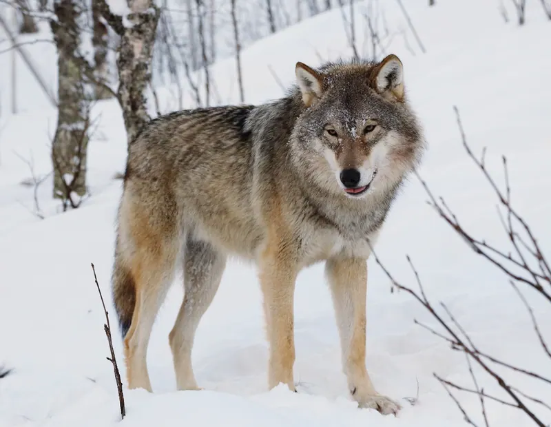 A Eurasian gray wolf standing in natural habitat.