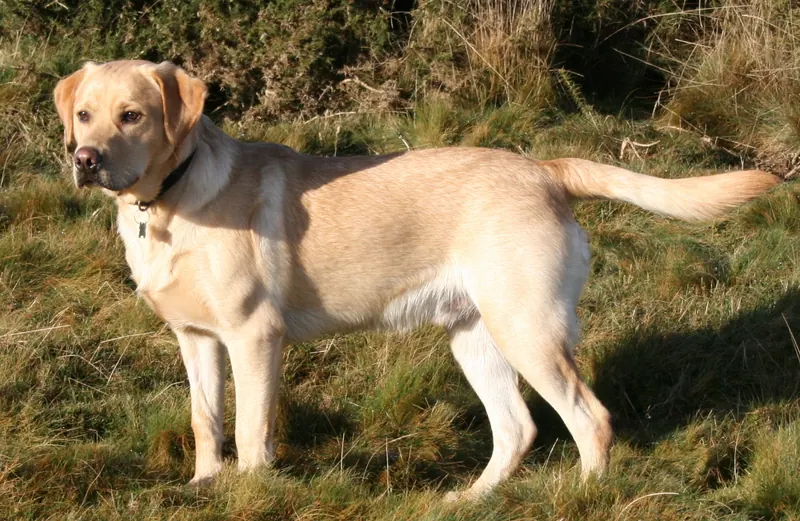A yellow Labrador Retriever outdoors on the Quantock Hills.