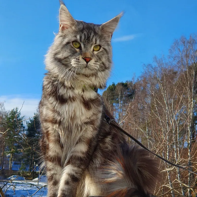 A male Maine Coon cat with a full coat.