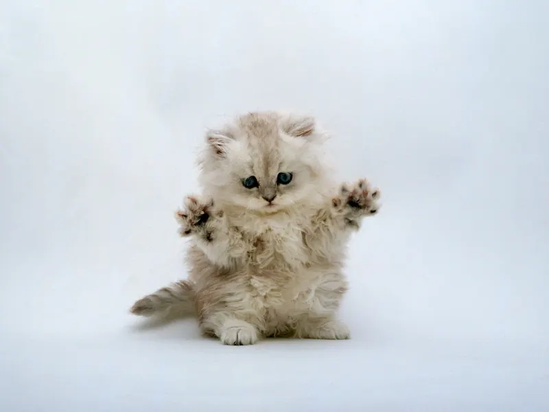 A longhaired Persian cat resting indoors.