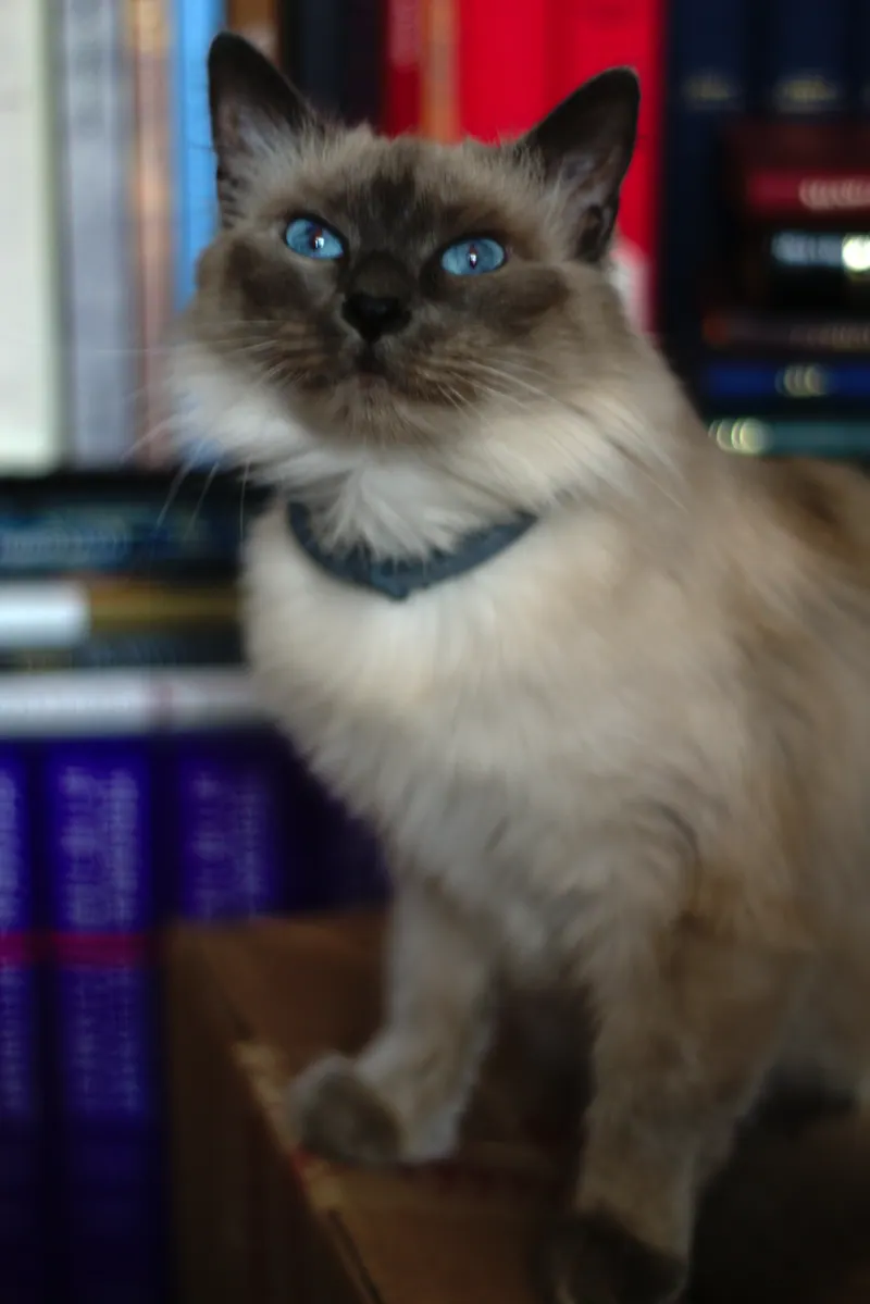 A Siamese cat with pointed coat and blue eyes.